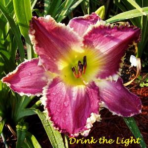 Drink the Light*