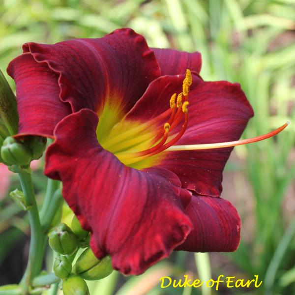 Duke of Earl