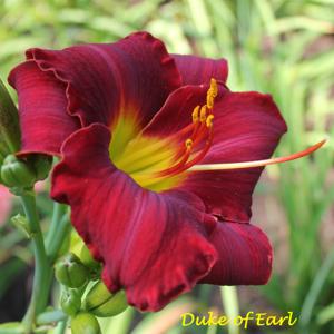 Duke of Earl*