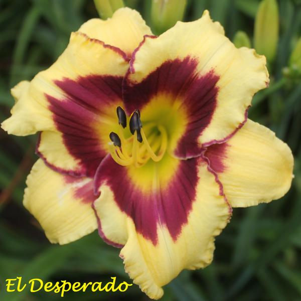 El Desperado