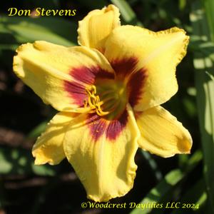 Don Stevens*