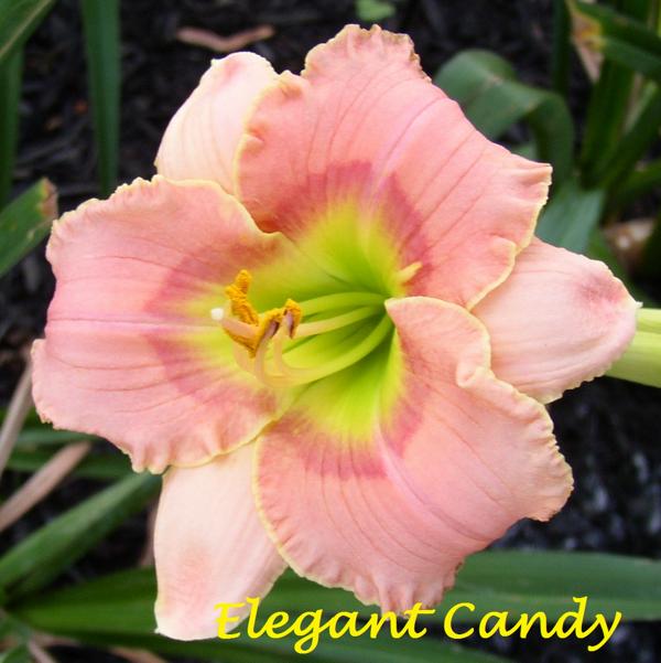 Elegant Candy 1