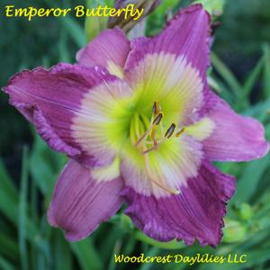 Emperor Butterfly*