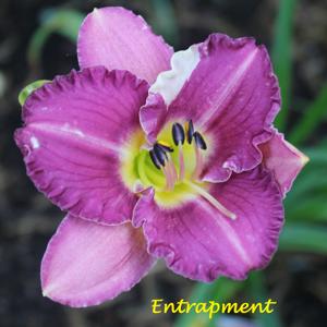 Entrapment