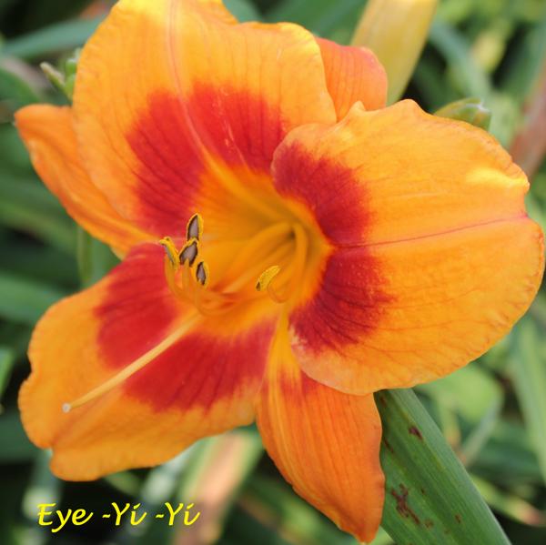 Eye-Yi-Yi