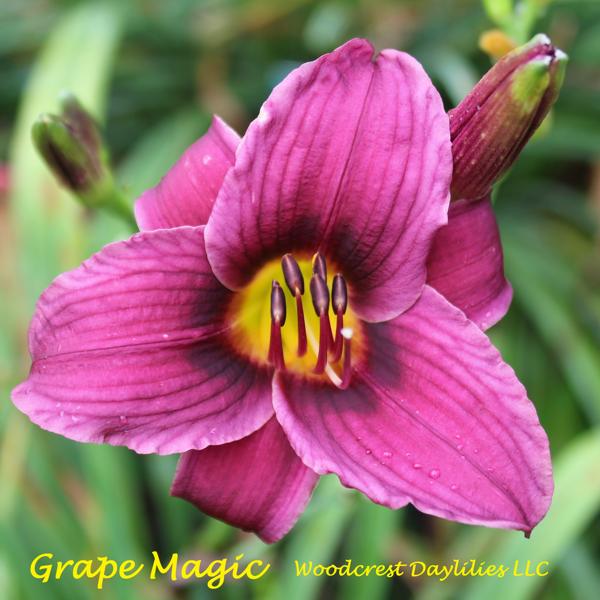 Grape Magic
