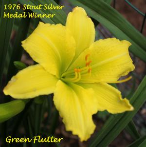 Green Flutter - 1976 Stout Silver Medal Winner