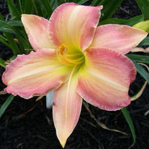 Hawaiian Swirls
