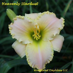 Heavenly Stardust*
