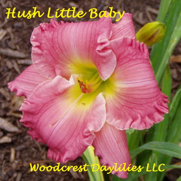 Hush Little Baby
