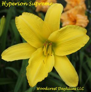 Hyperion Supreme*