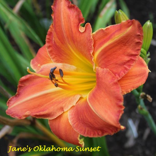 (South Seas x Mary's Gold) Jane's OK Sunset