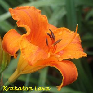 Krakatoa Lava*