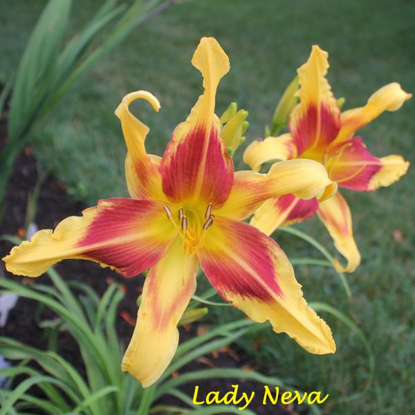 Lady Neva