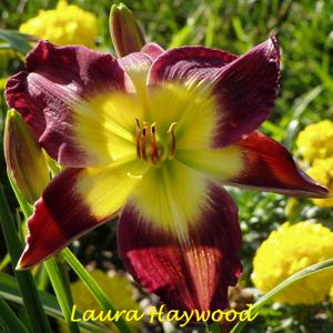 Laura Harwood