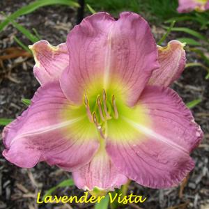 Lavender Vista*
