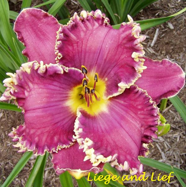 liege and lief 1
