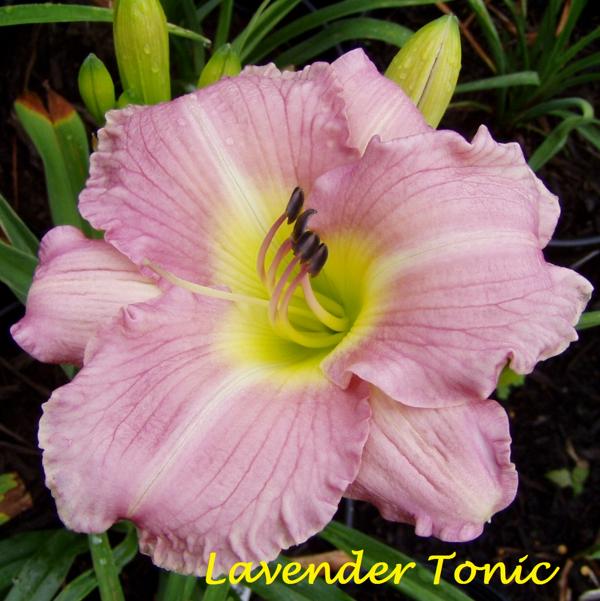 Lavender Tonic