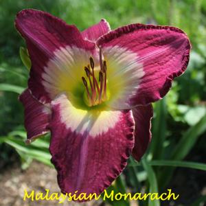 Malaysian Monarch*