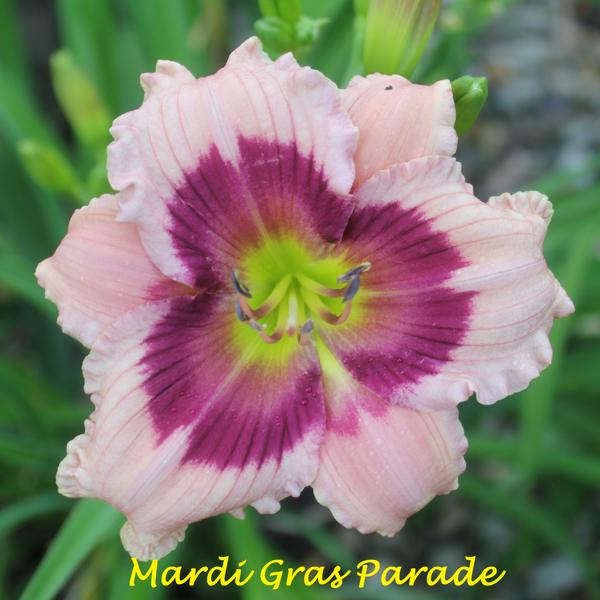 Mardi Gras Parade