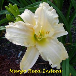 Margo Reed Indeed
