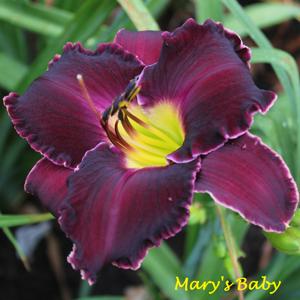 Mary's Baby*