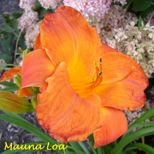 Mauna Loa