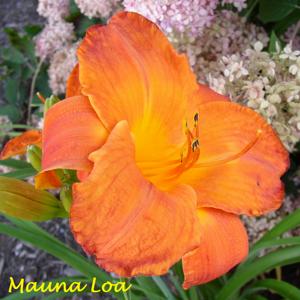 Mauna Loa*