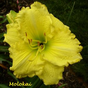 Molokai*