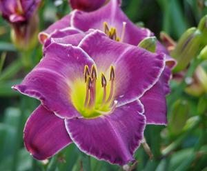 New Lavender Triumph*