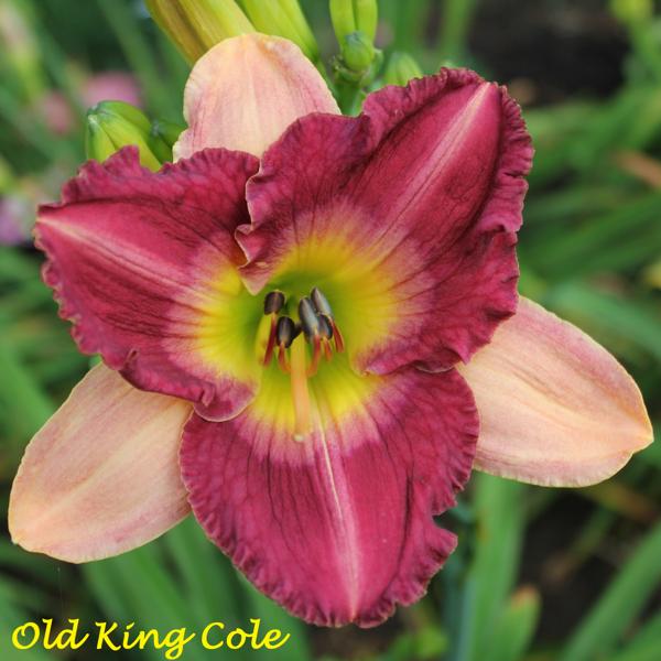 Old King Cole 1