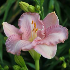 Pink Attraction