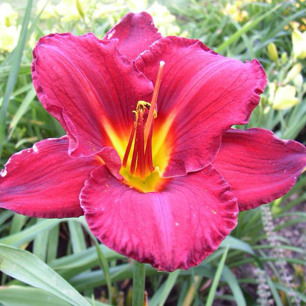 Prairie Wildfire 2