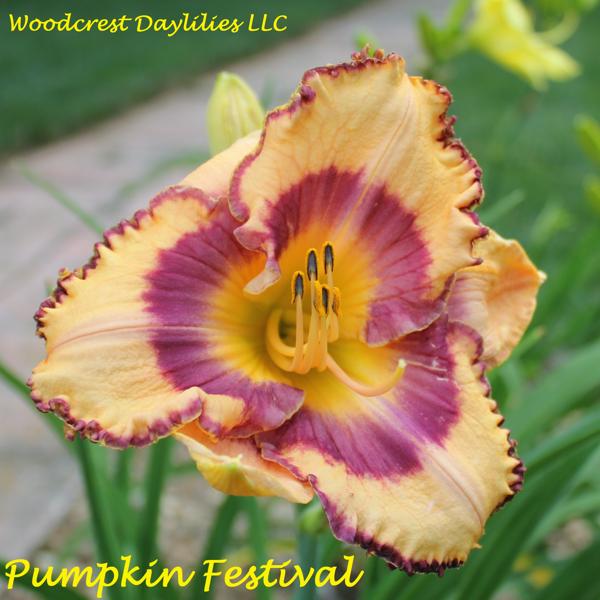 Pumpkin Festival