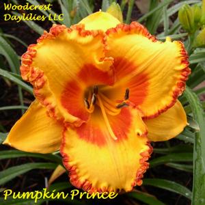 Pumpkin Prince*