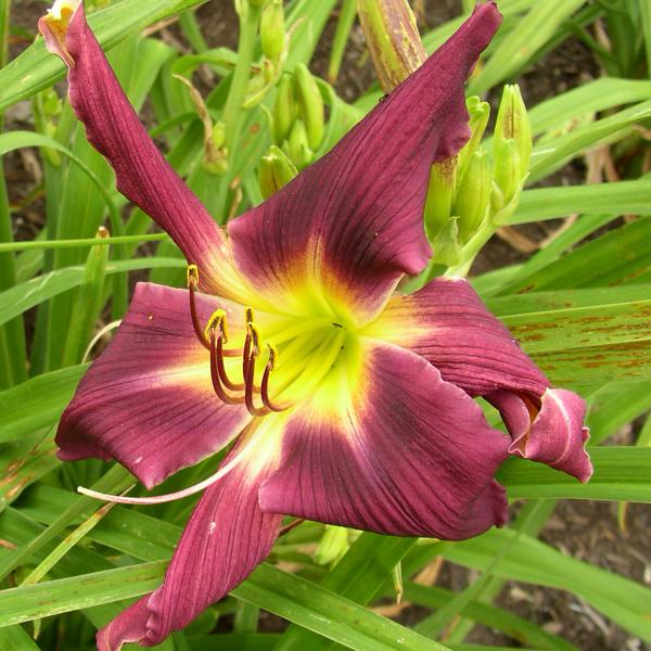 Purple Corn Dancer