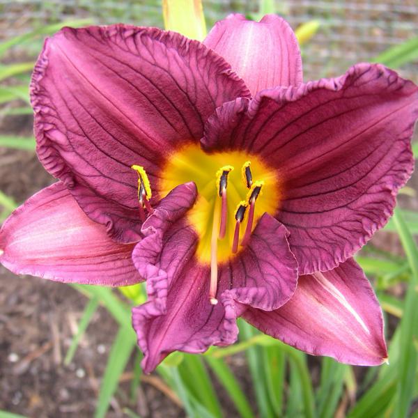 Purple d'Oro