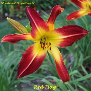 Red Flag