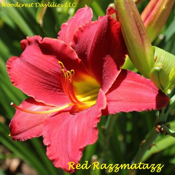 Red Razzmatazz