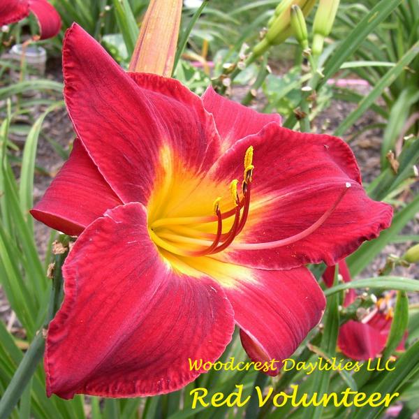 Red Volunteer