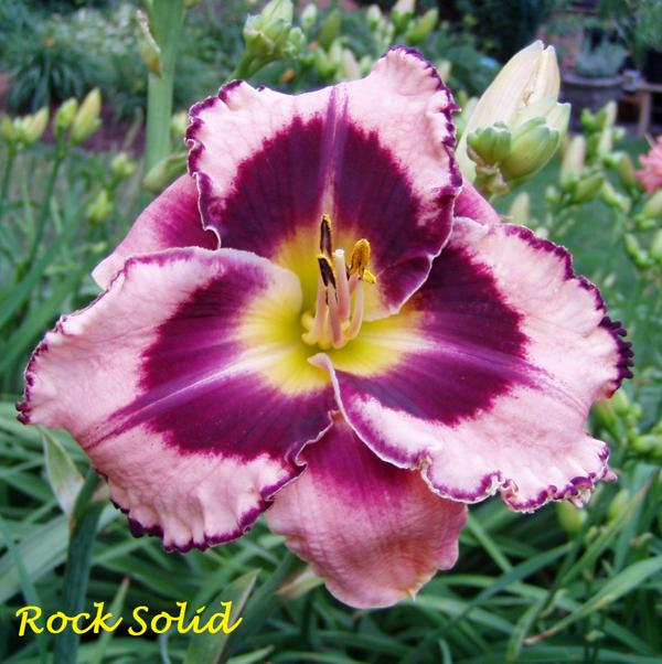 rock solid