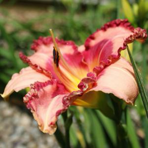 Ruby Red Ripples*