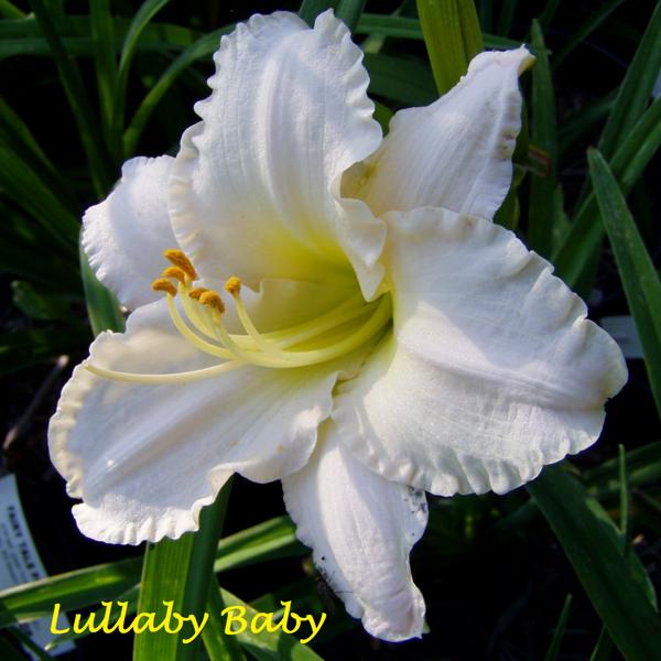 Lullaby Baby