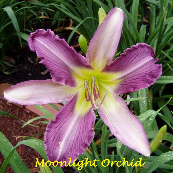 MOONLIGHT ORCHID