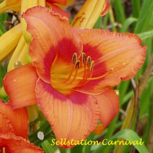 Sellstation Carnival*