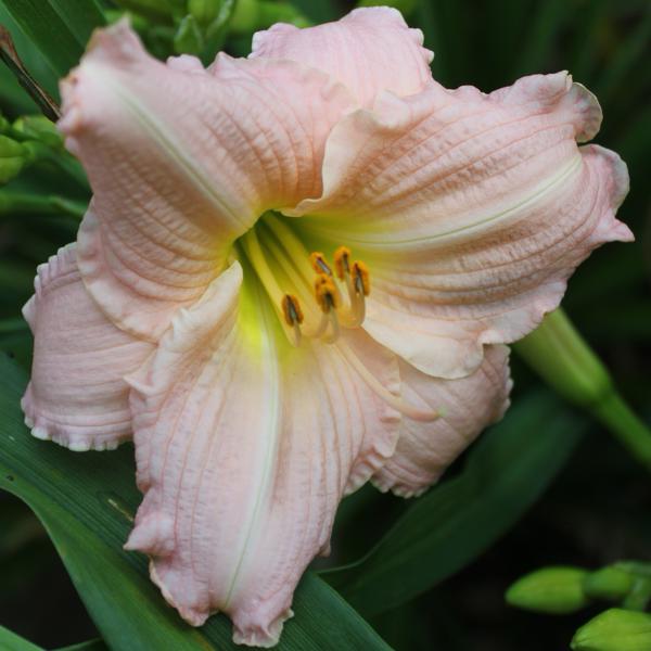 Shy Maiden
