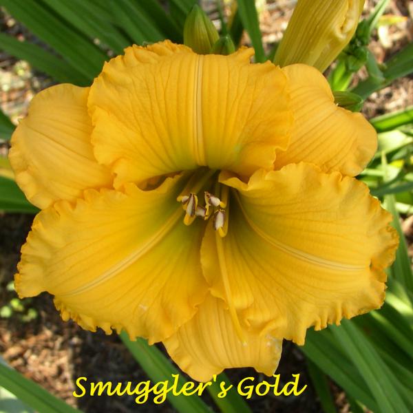 Smuggler's Gold 2