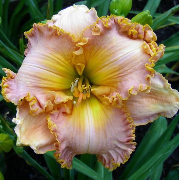 Spacecoast Starburst 1