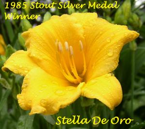 Stella de Oro - 1985 Stout Silver Medal Winner