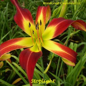Stoplight